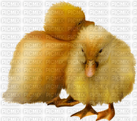 ducklings - PNG gratuit