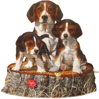 maj beagle - zadarmo png
