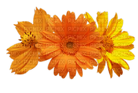 Flowers orange bp - Free PNG