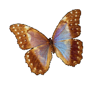 papillon (