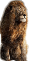 löwe lion - kostenlos png
