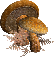 champignon - Nemokamas animacinis gif
