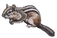 Salomelinda écureuil ! - Ingyenes animált GIF