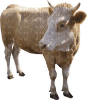 cow per request - png gratis