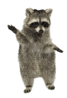 Kaz_Creations Raccoon - png gratis