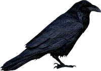 raven - бесплатно png