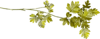 minou-Leaves-löv-blad - ilmainen png