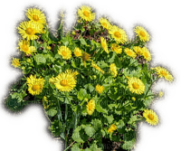 Rena yellow gelb Flowers Blumen Spring - gratis png