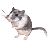Muis,rat - Gratis geanimeerde GIF