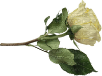 blomma-ros--flower--rose - 免费PNG