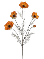 poppies - png ฟรี