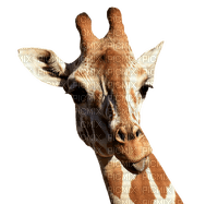 Giraffe bp - ücretsiz png