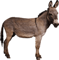 burro - zadarmo png