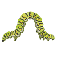 Kaz_Creations Caterpillars - gratis png