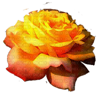 trandafir - png gratuito