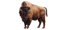 bison milla1959 - zadarmo png