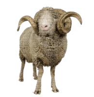 Kaz_Creations Sheep - zdarma png
