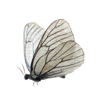 Kaz_Creations Silver Deco Colours Butterfly White - zdarma png