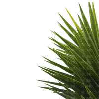 palm - ücretsiz png