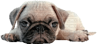 Hund  6 - Besplatni animirani GIF