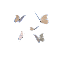 butterfly gif - Δωρεάν κινούμενο GIF