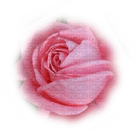 trandafir - png gratis