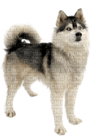 Chiens .S ! - Free PNG