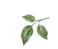 ✶ Plants {by Merishy} ✶ - png grátis