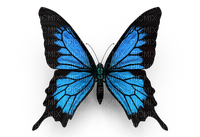 butterfly Bb2 - безплатен png
