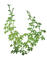 hojas  verdes gif dubravka4 - Darmowy animowany GIF