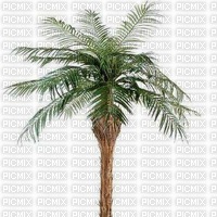 palmier droit - gratis png