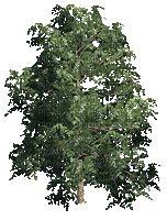 plante plantes_                                                   tree_arbre_sarbor_pring_printemps_été_summer_gif_tube - 免费动画 GIF