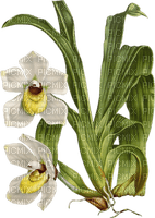 orchid - PNG gratuit