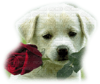 patymirabelle chien - Free PNG