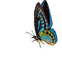butterfly papillon schmetterling - Ilmainen animoitu GIF