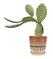 kikkapink plant cactus summer vase - png gratis