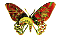 butterfly papillon schmetterling - GIF เคลื่อนไหวฟรี