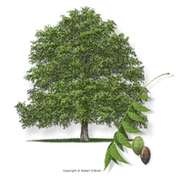 trees bp - zadarmo png