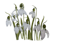 snowdrops - δωρεάν png