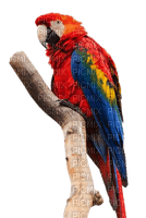 parrot Nitsa - png grátis