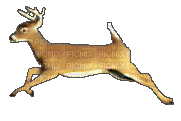 deer running animated - GIF เคลื่อนไหวฟรี