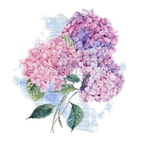 flower hortensie - безплатен png