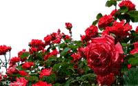 Розы - PNG gratuit