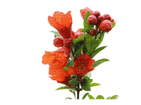 Flowers red bp - zdarma png