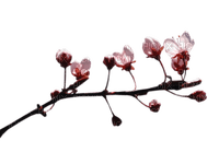 Tube Branche Fleurie - darmowe png