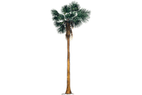 palmera palmier - png grátis