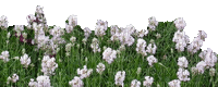 Pflanze - Ingyenes animált GIF