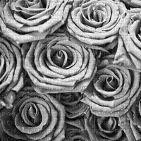 Grey roses background jpg - gratis png