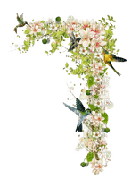 Fleurs et colibris - nemokama png
