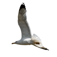 gull katrin - Free PNG